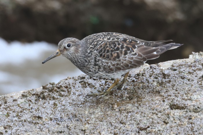 Purple Sandpiper