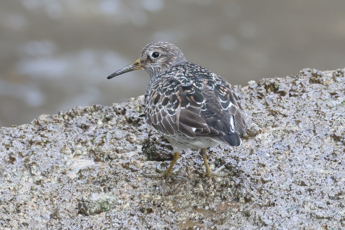 Purple Sandpiper