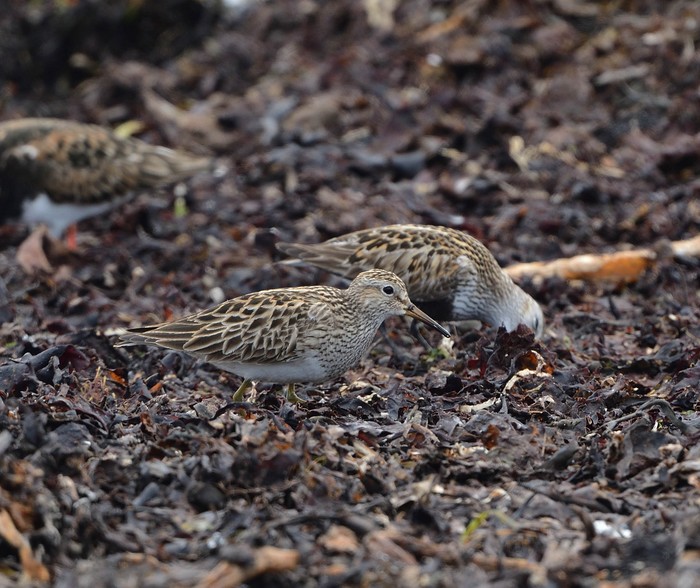 Pectoral Sandpiper