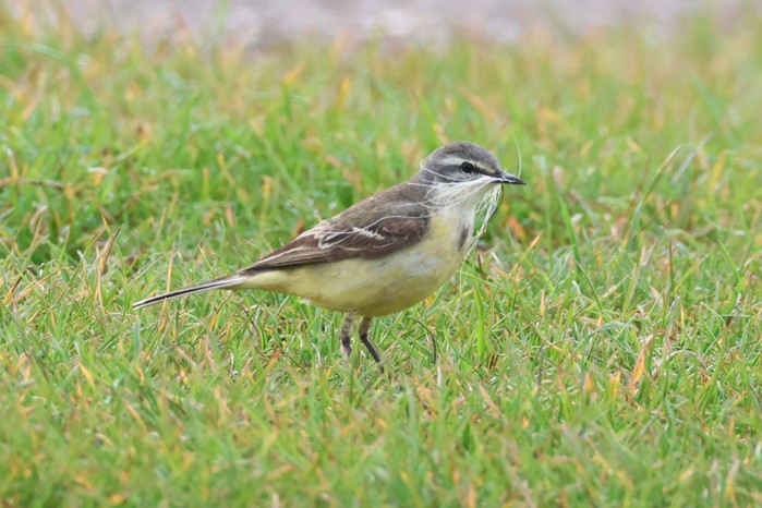Blue-headed Wagtail