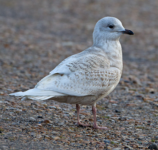 Iceland Gull