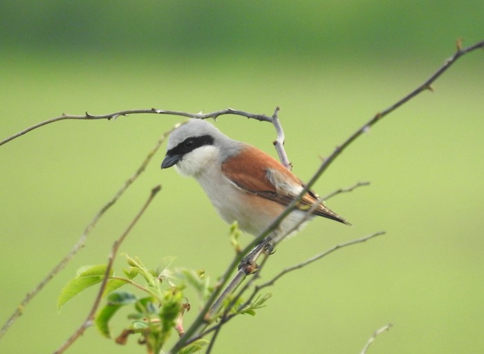 Red-backed Shrike