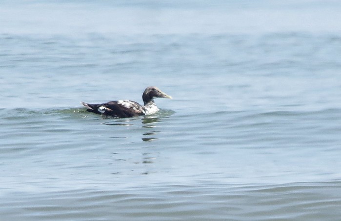 Eider