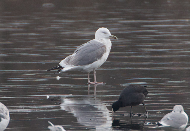 Caspian Gull