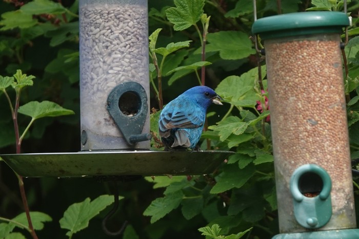 Indigo Bunting
