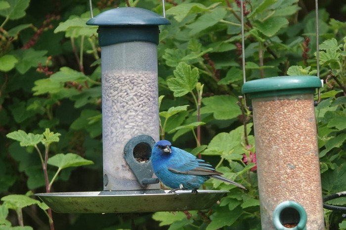 Indigo Bunting