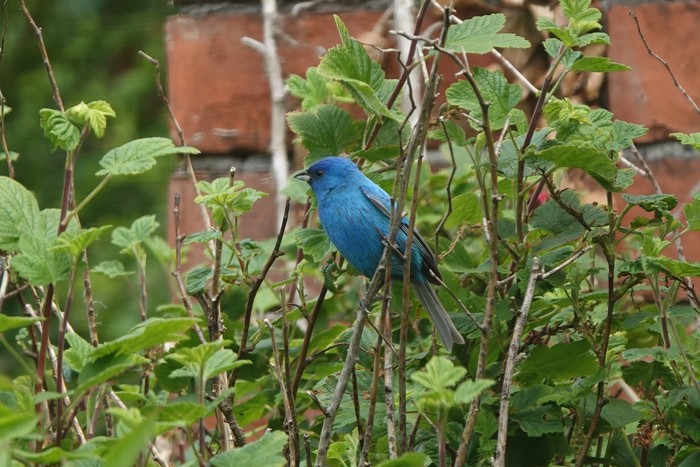 Indigo Bunting