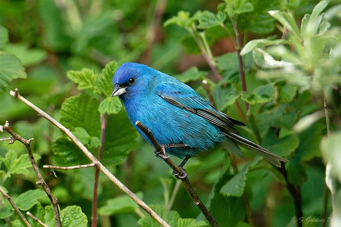 Indigo Bunting