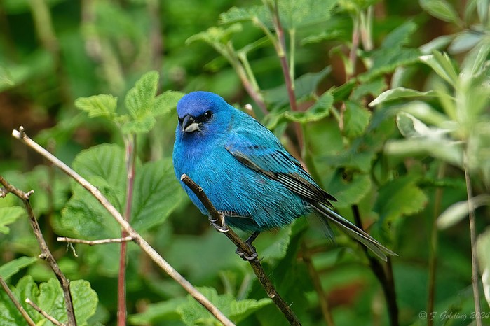 Indigo Bunting