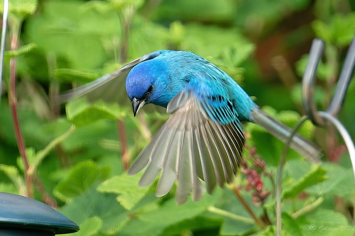 Indigo Bunting