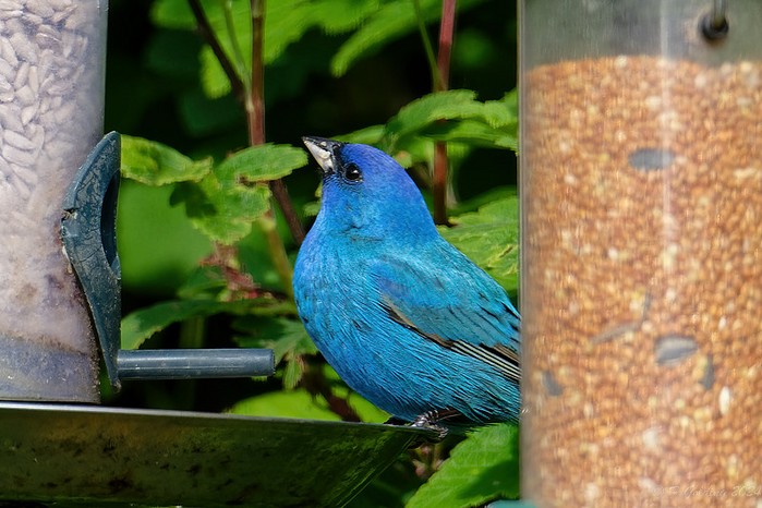 Indigo Bunting