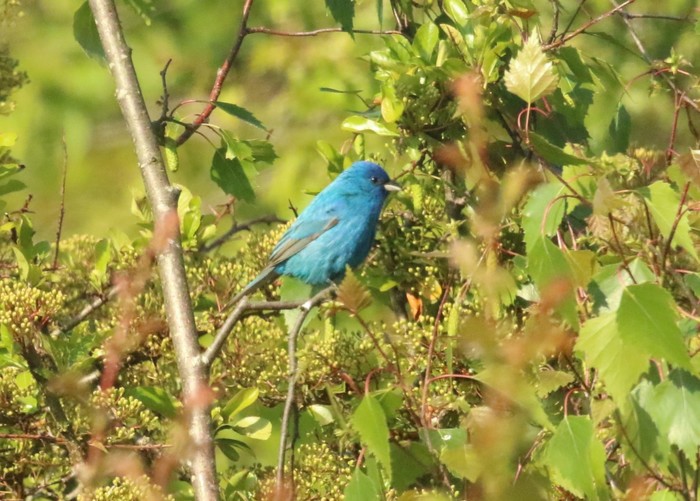 Indigo Bunting