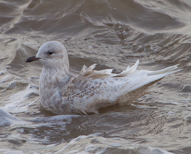 Iceland Gull