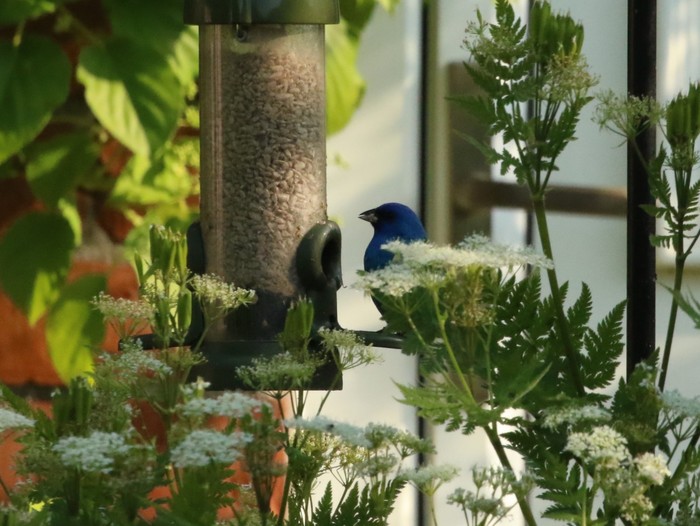 Indigo Bunting 