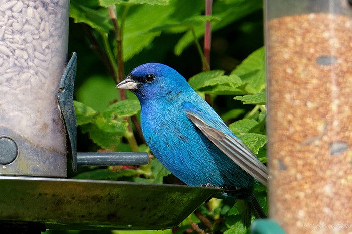 Indigo Bunting