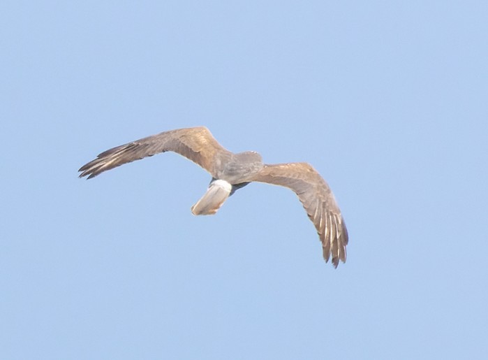 Montagu's Harrier