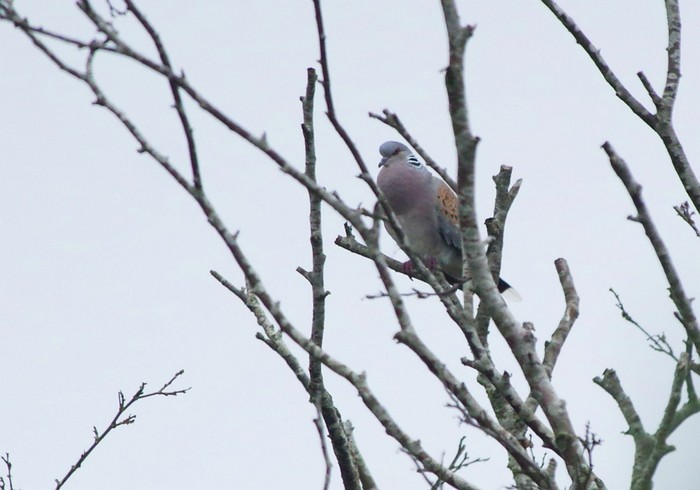 Turtle Dove