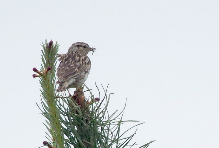 Woodlark