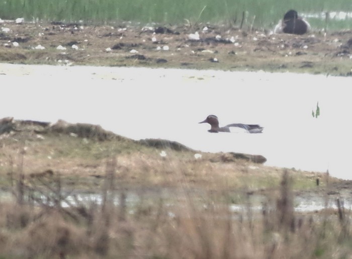 Garganey