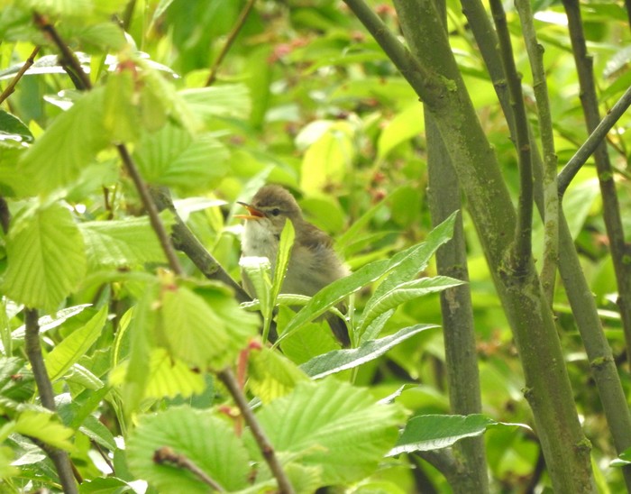 Blyth's Reed Warbler