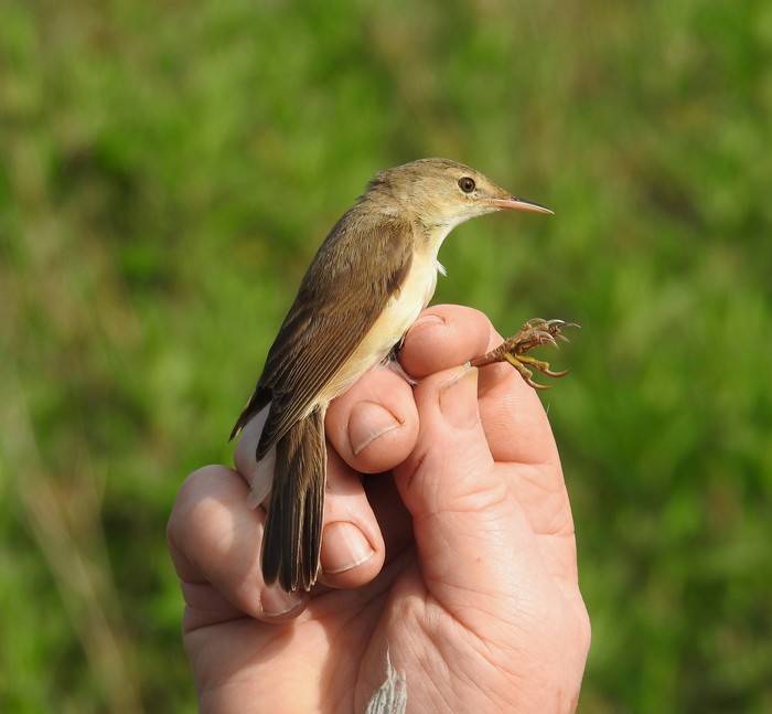 Marsh Warbler
