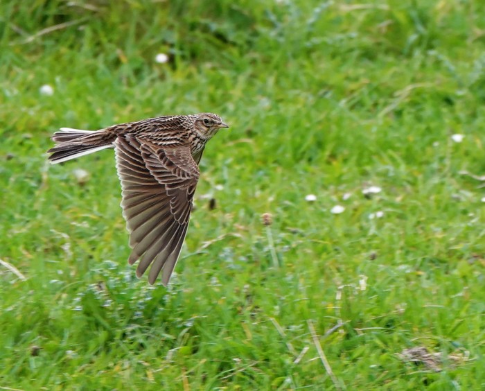 Skylark