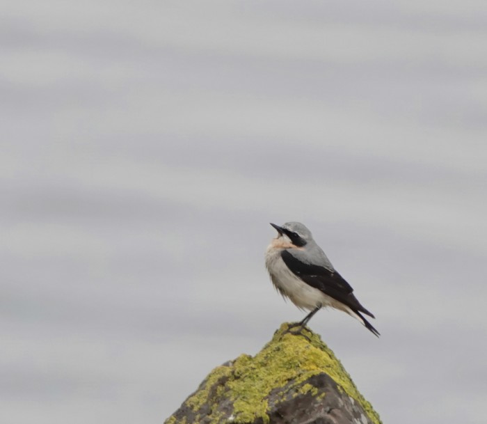 Wheatear