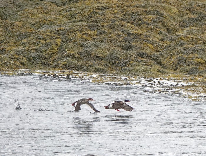 Red-breasted Merganser