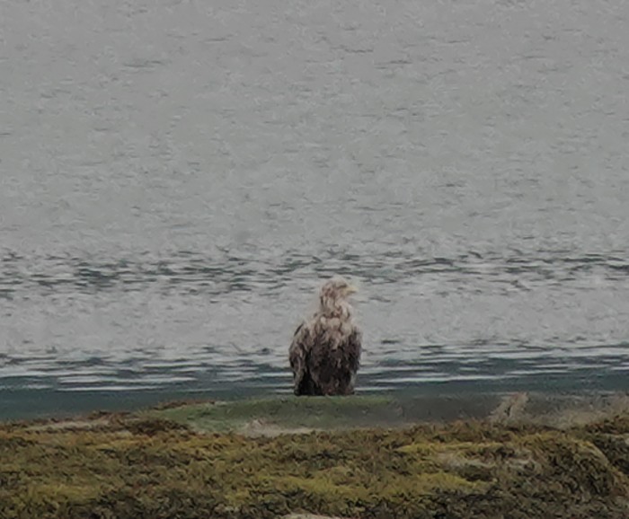 White-tailed Eagle