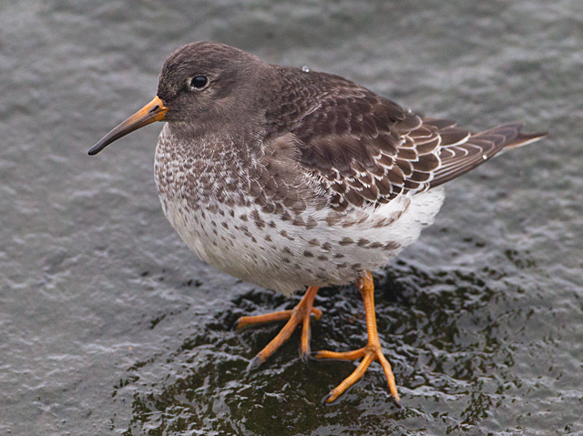 Purple Sandpiper