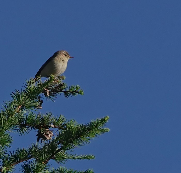 Willow Warbler