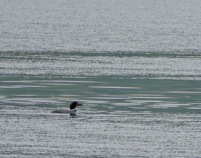 Great Northern Diver