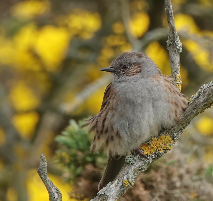Dunnock