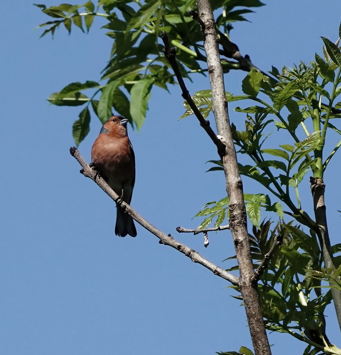 Chaffinch