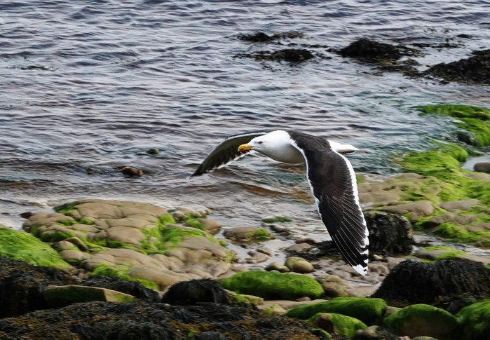Great Black-backed Gull