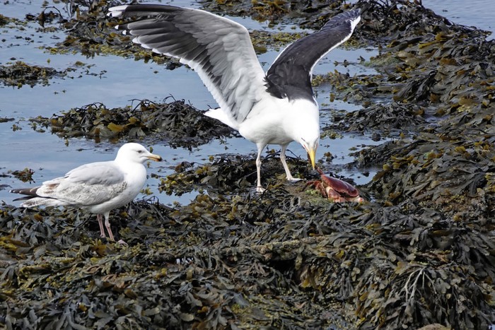 Great Black-backed Gull