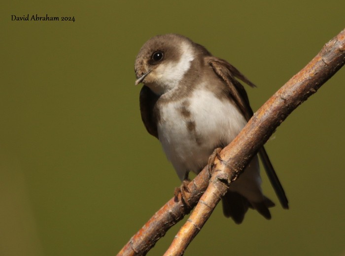 Sand Martin
