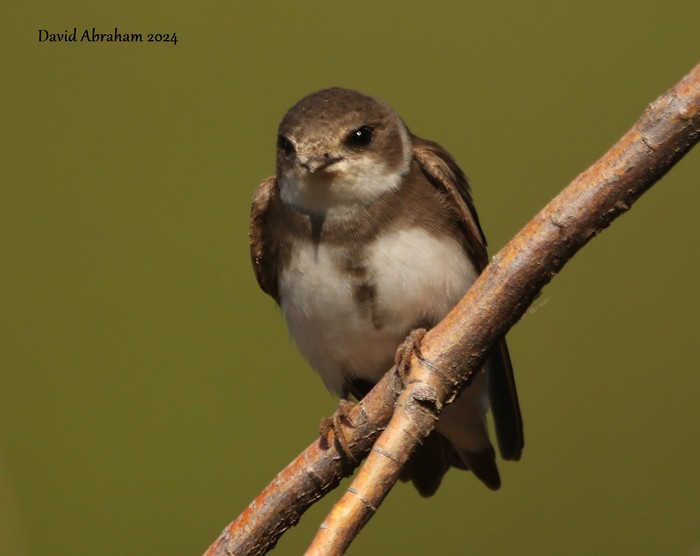 Sand Martin