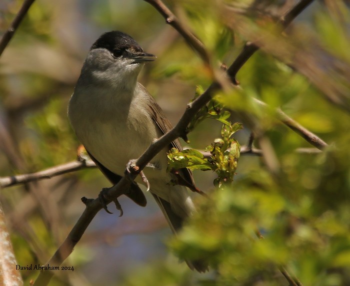Blackcap