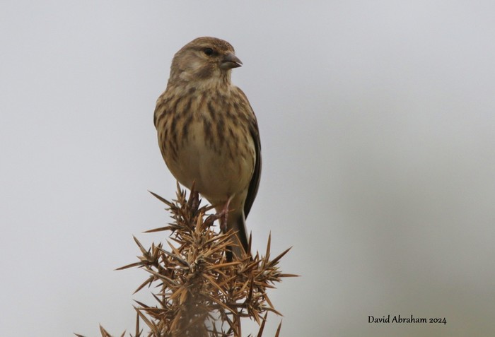 Linnet 