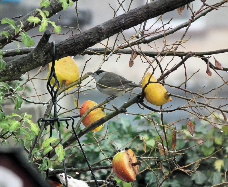 Blackcap