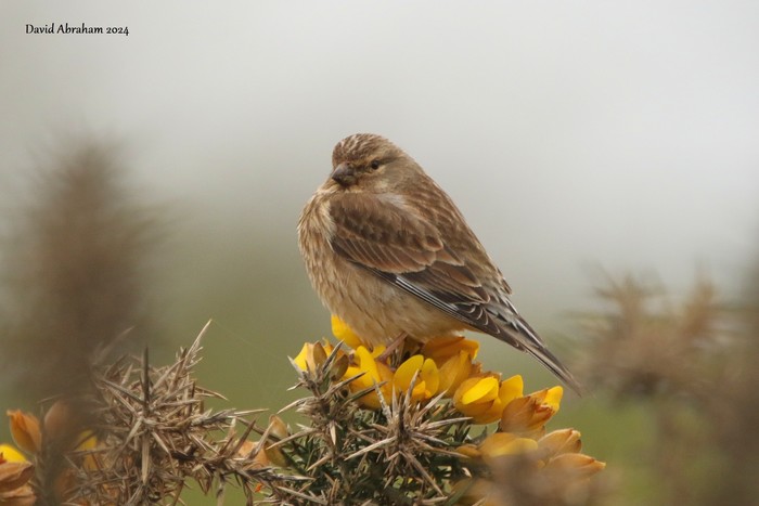 Linnet 