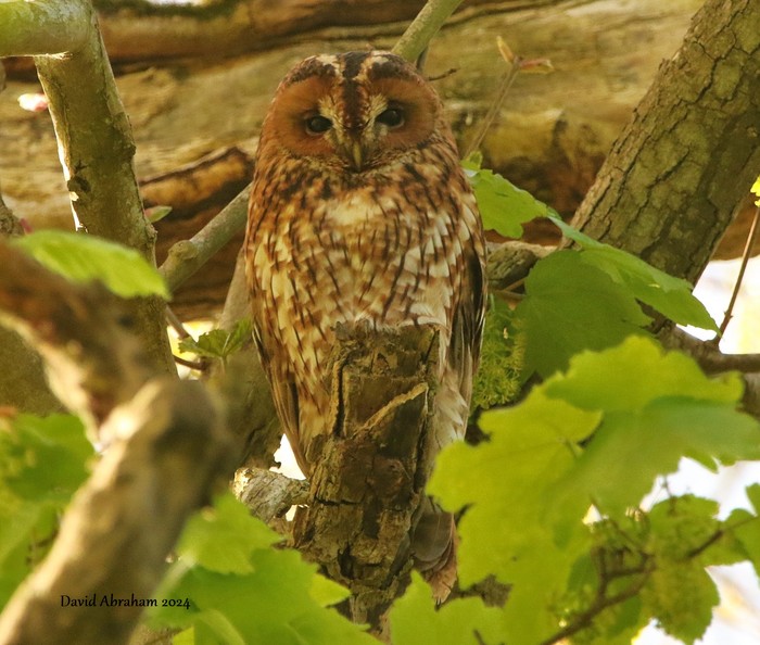 Tawny Owl 