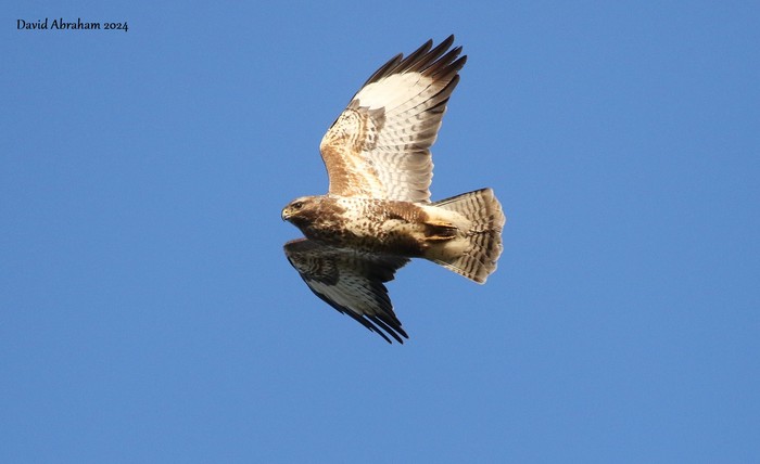 Buzzard