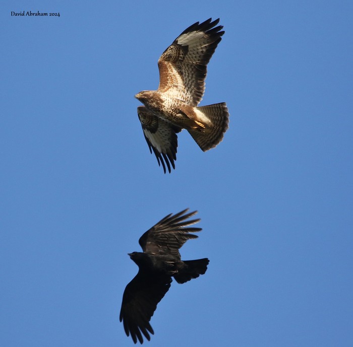 Buzzard 