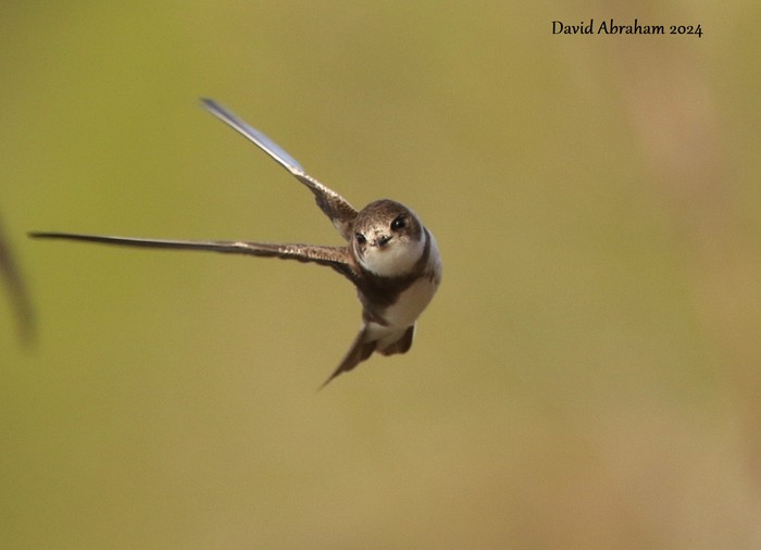 Sand Martin