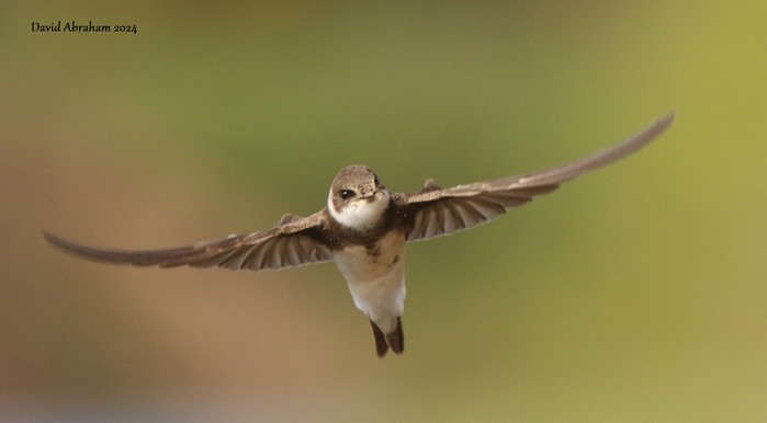 Sand Martin 