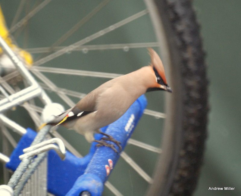 Waxwing