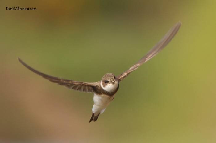 Sand Martin 
