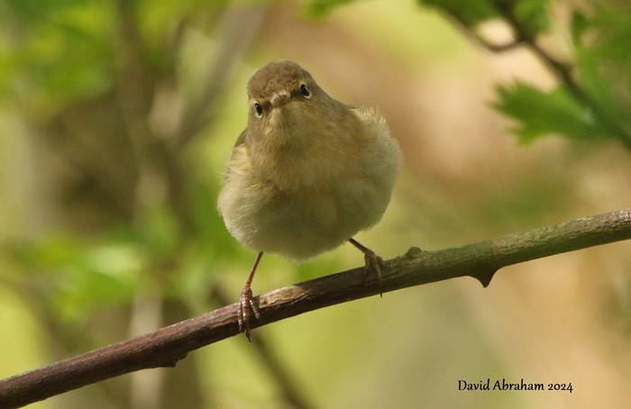 Chiffchaff 